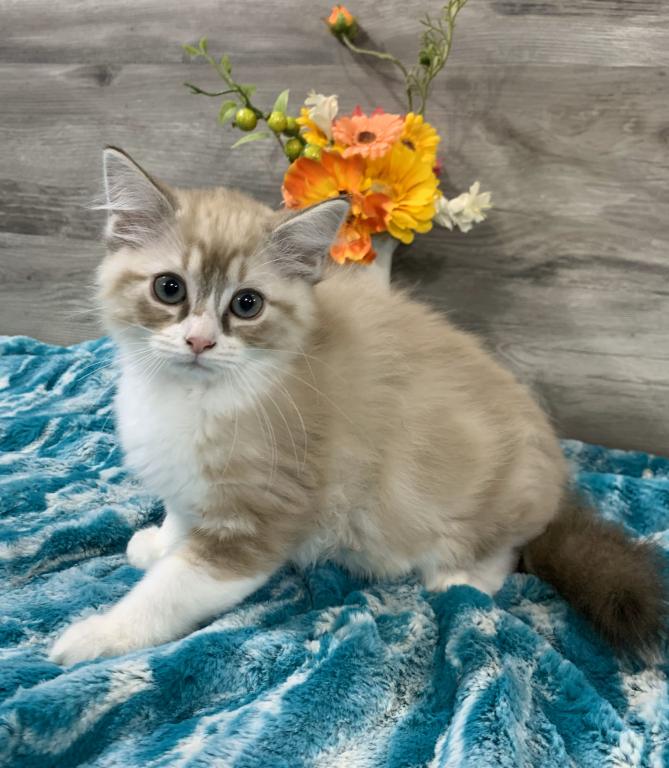 Ragdoll Babies photo 10