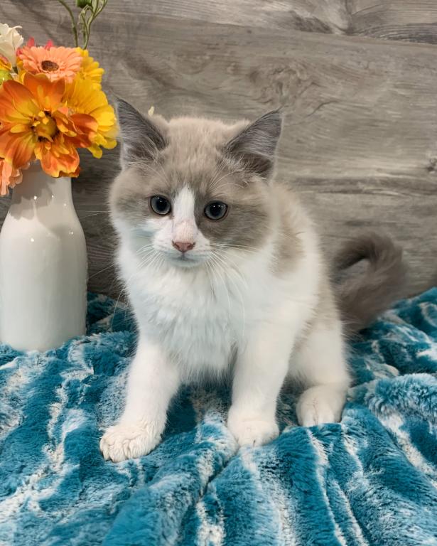 Ragdoll Babies photo 11