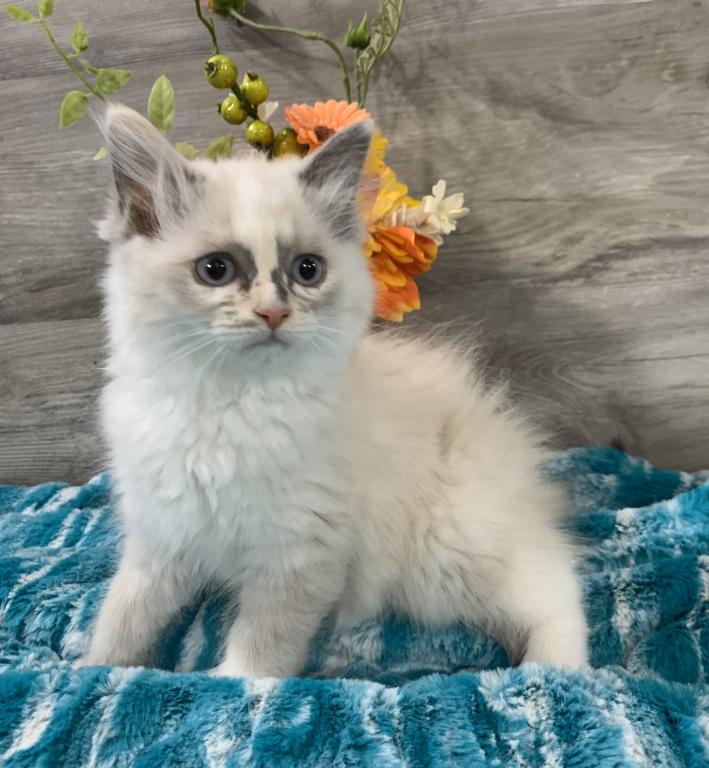 Ragdoll Babies photo 8
