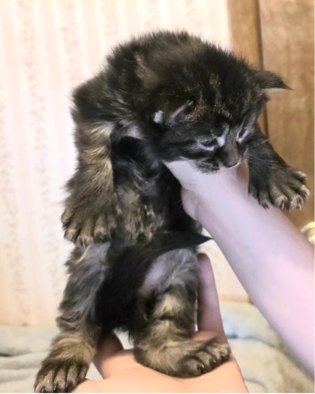 BIGFOOT