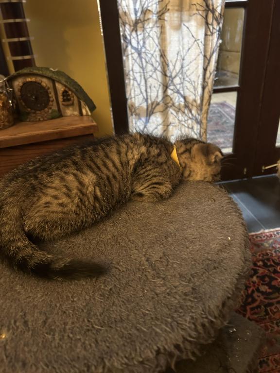 Jasper The Go Getter Siamese X Scottish Fold photo 9