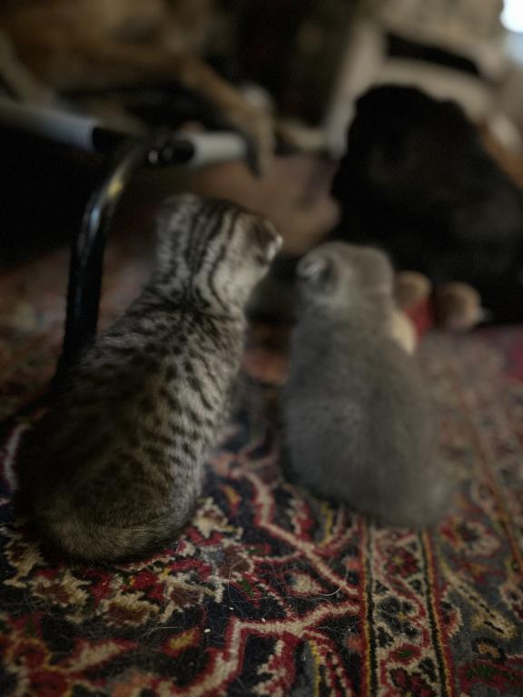 Jasper The Go Getter Siamese X Scottish Fold photo 6