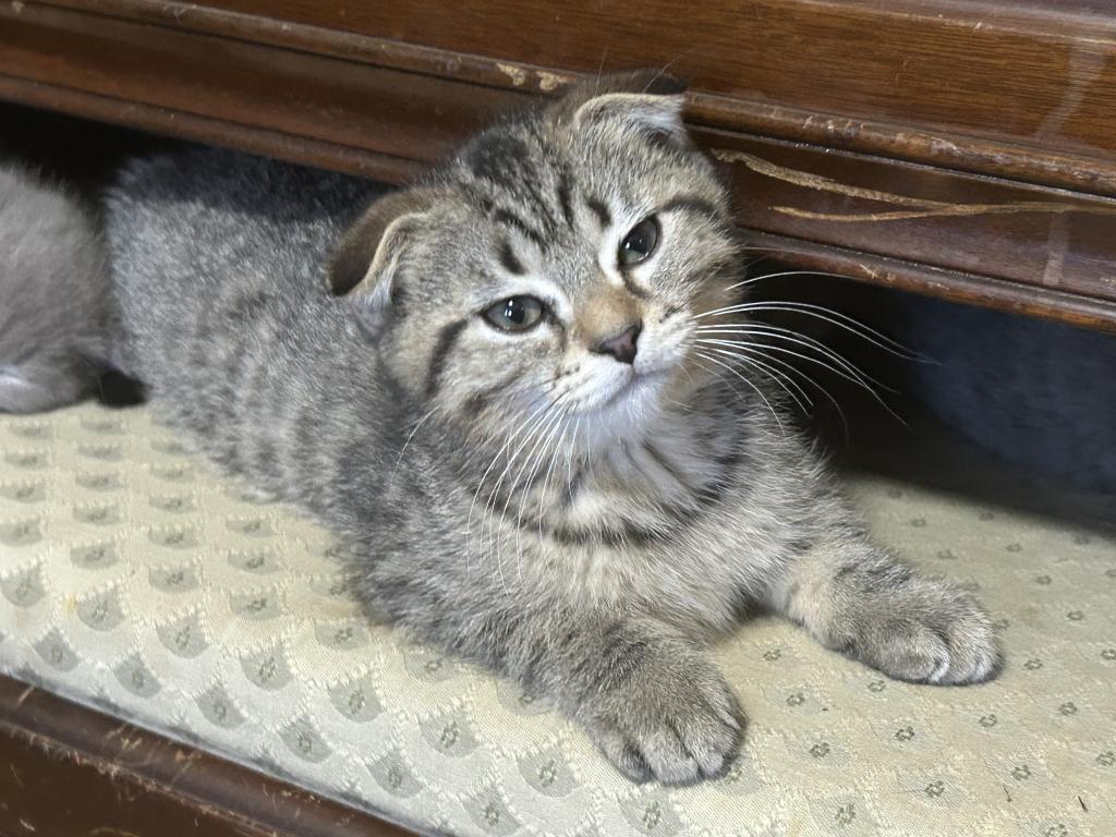 Jasper The Go Getter Siamese X Scottish Fold