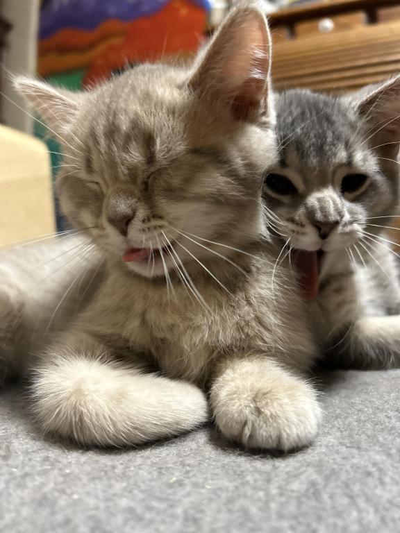 Jasper The Go Getter Siamese X Scottish Fold photo 3