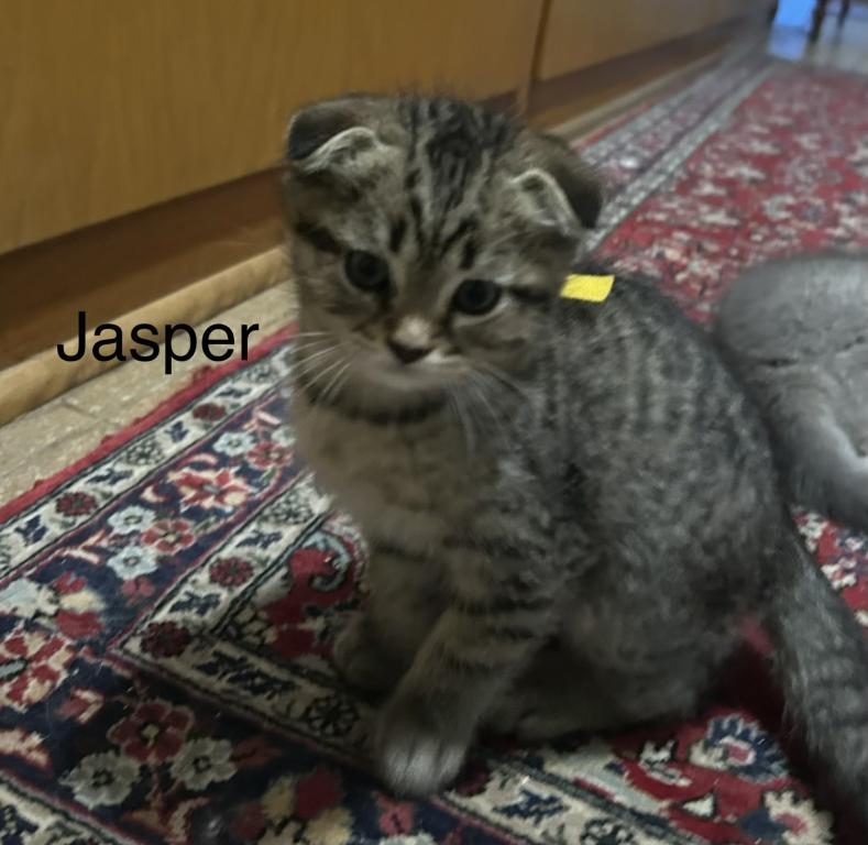 Jasper The Go Getter Siamese X Scottish Fold photo 10