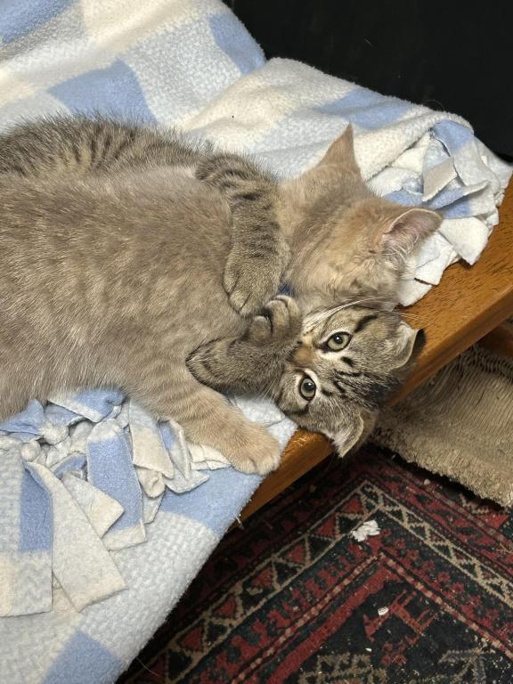 Jasper The Go Getter Siamese X Scottish Fold photo 2