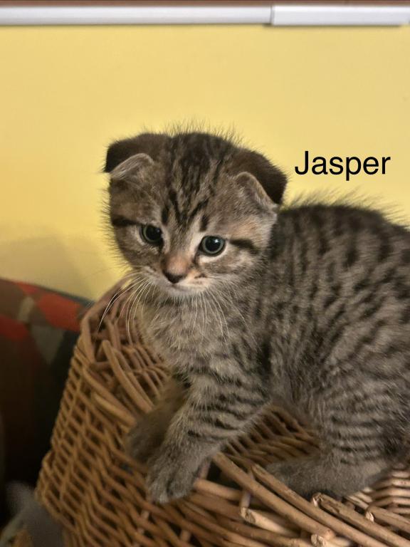 Jasper The Go Getter Siamese X Scottish Fold photo 8