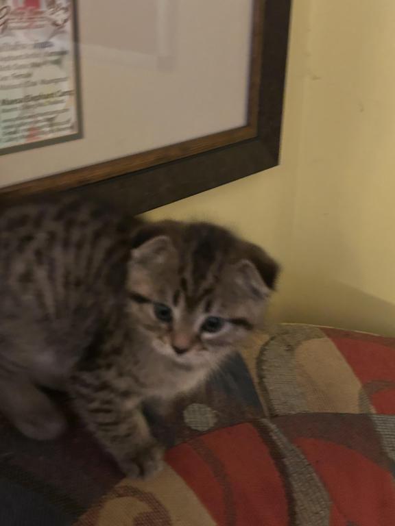 Jasper The Go Getter Siamese X Scottish Fold photo 7