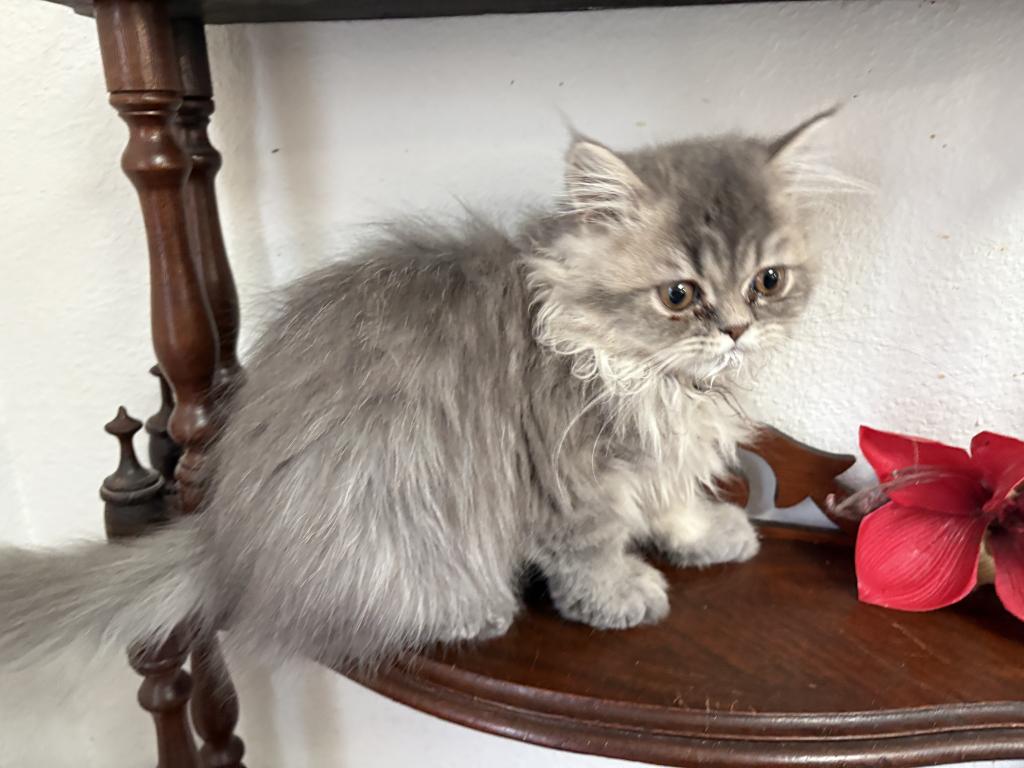 Lusy Kitten
