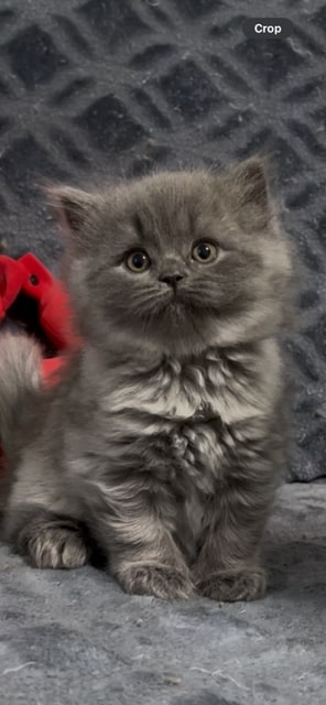 British LH Blue Smoke Female
