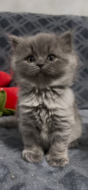 British LH Blue Smoke Female photo 3
