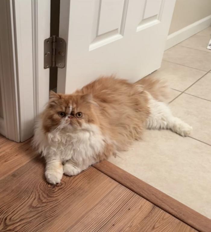 Persian Cat photo 1