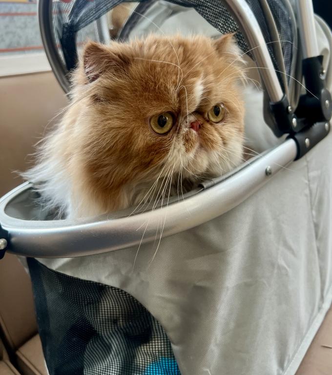 Persian Cat photo 2