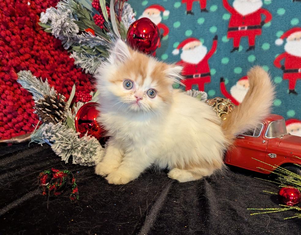Duchess Litter photo 2