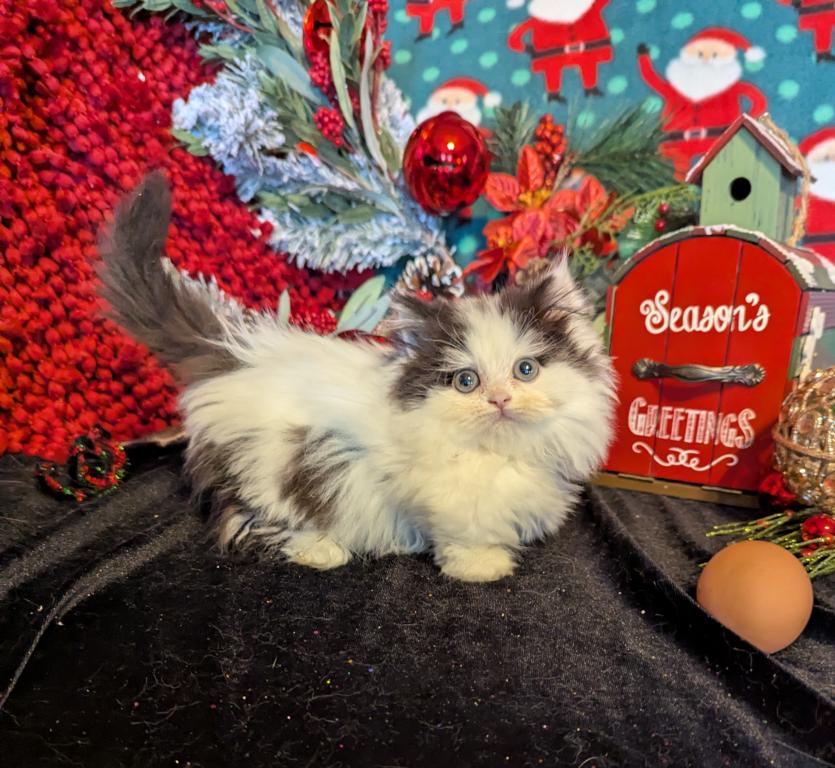 Duchess Litter photo 5