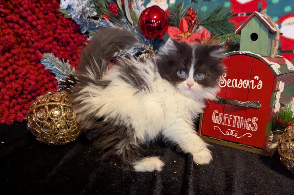 Duchess Litter photo 3