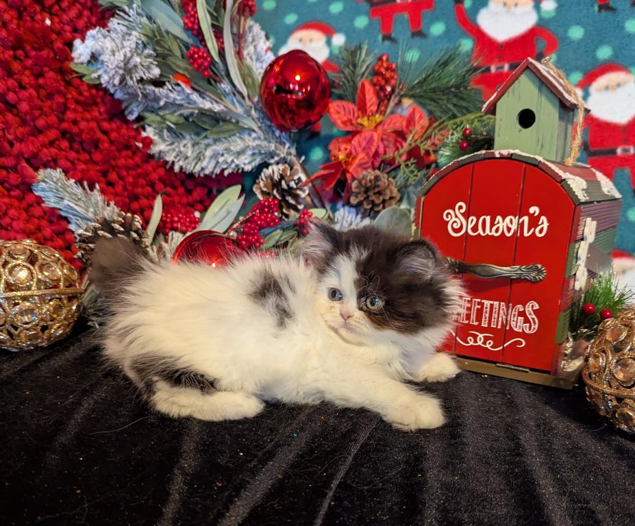 Duchess Litter photo 1