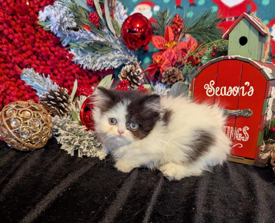 Duchess Litter photo 4