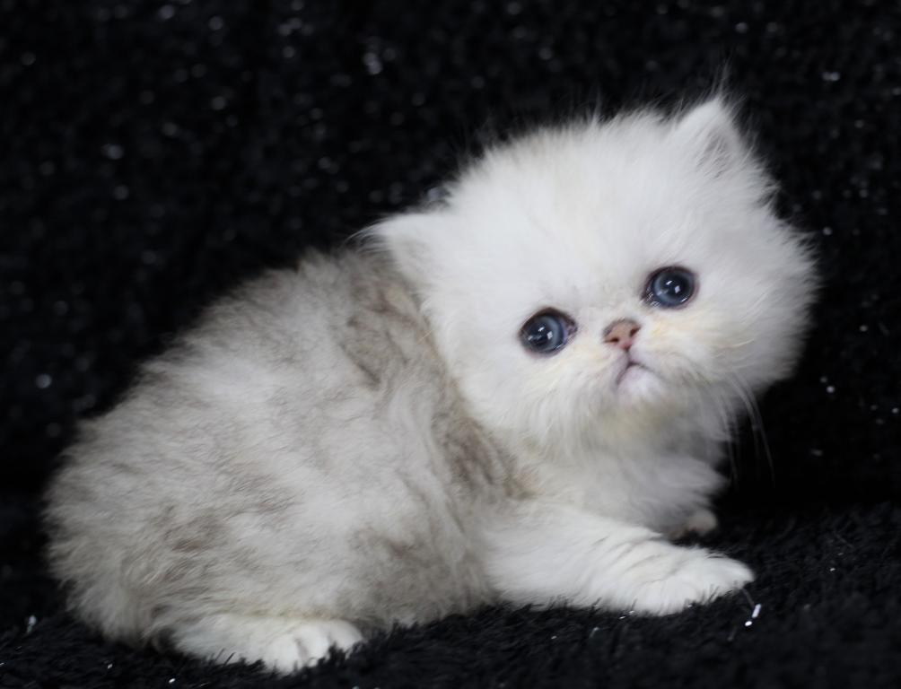 Exotic Shorthair photo 1