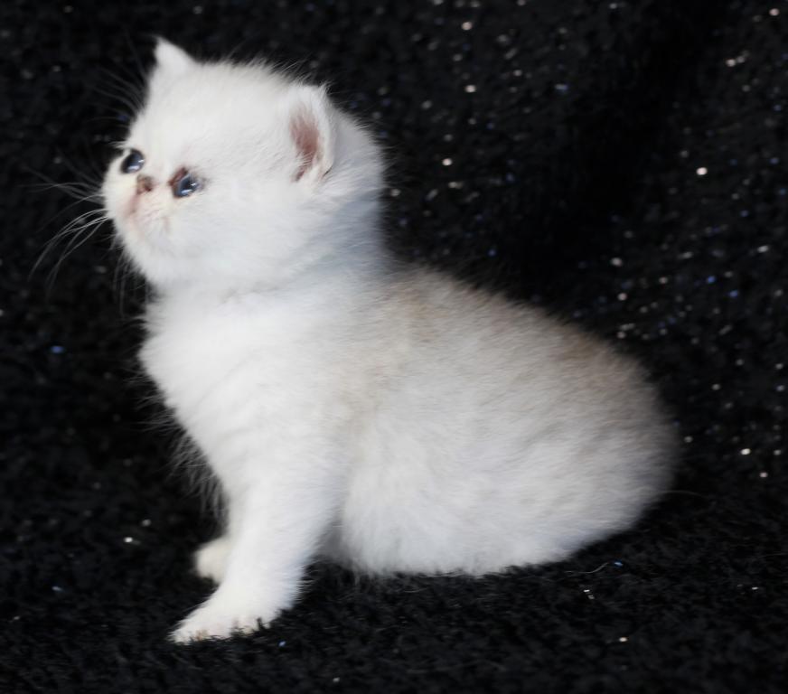 Exotic Shorthair photo 2