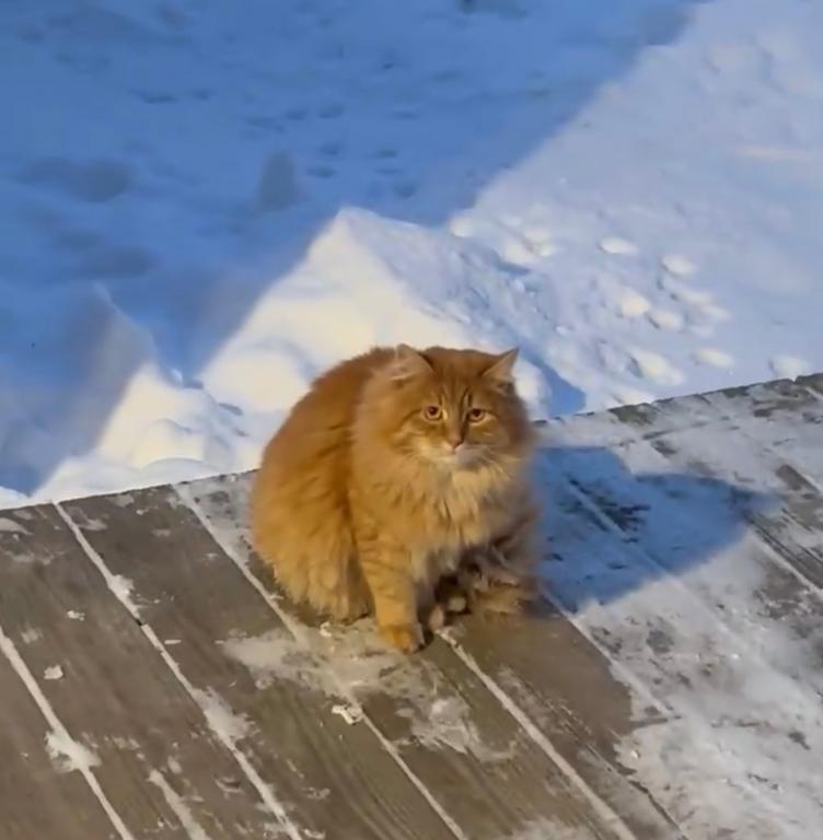 Siberian Gunnar photo 3