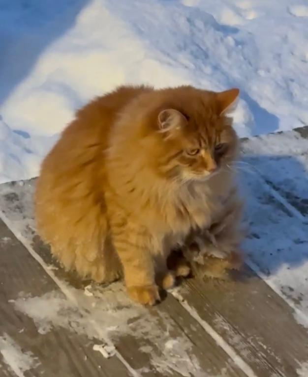 Siberian Gunnar photo 2
