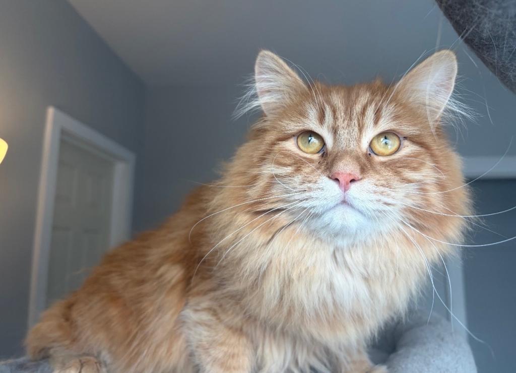 Siberian Gunnar photo 5