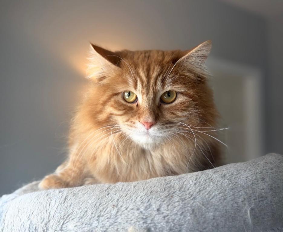 Siberian Gunnar photo 4