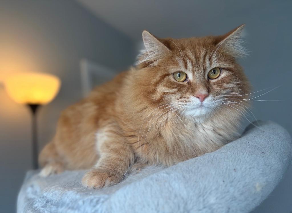Siberian Gunnar