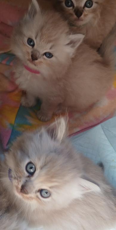 Mink photo 1