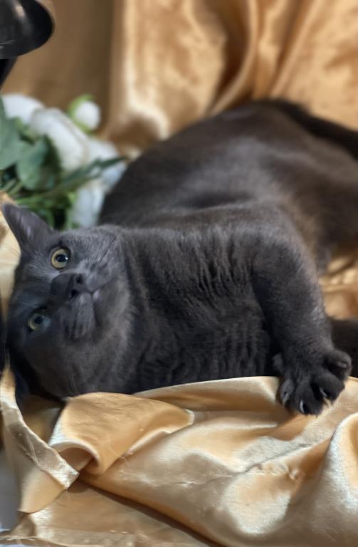 Russian Blue Male photo 2