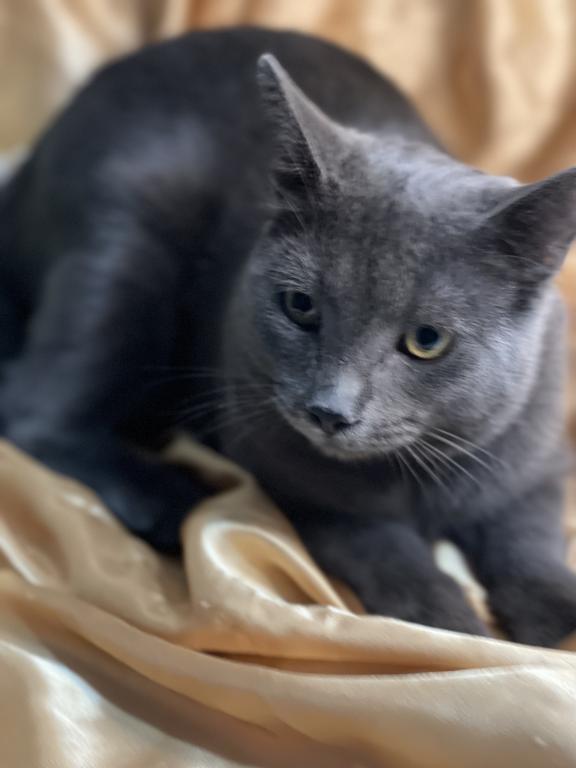 Russian Blue Male photo 1