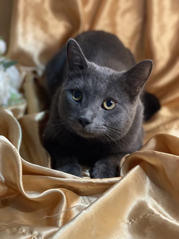 Russian Blue Male photo 4
