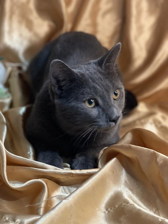 Russian Blue Male photo 3