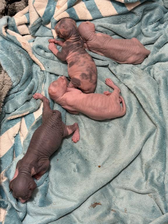Juno Litter photo 3