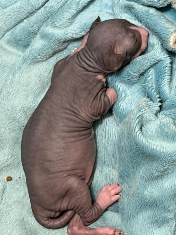 Juno Litter photo 9