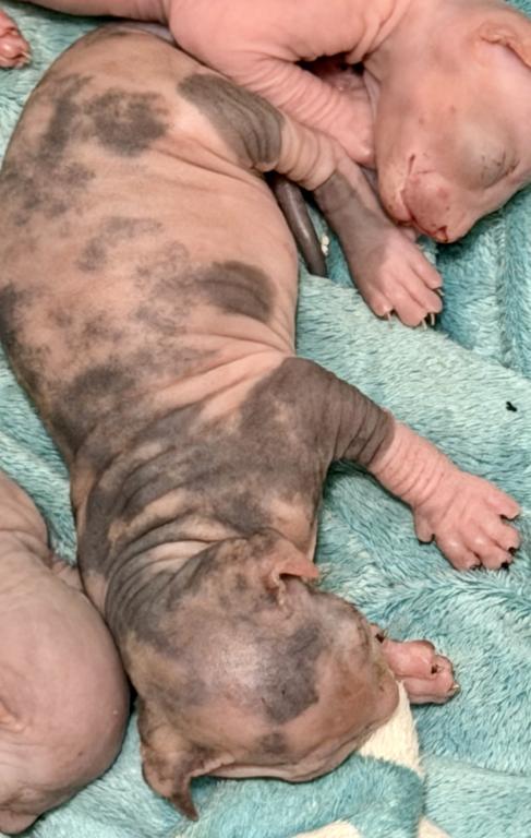Juno Litter photo 6