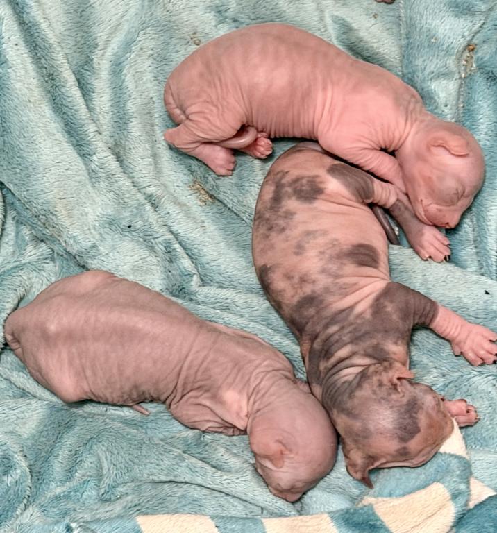 Juno Litter photo 10