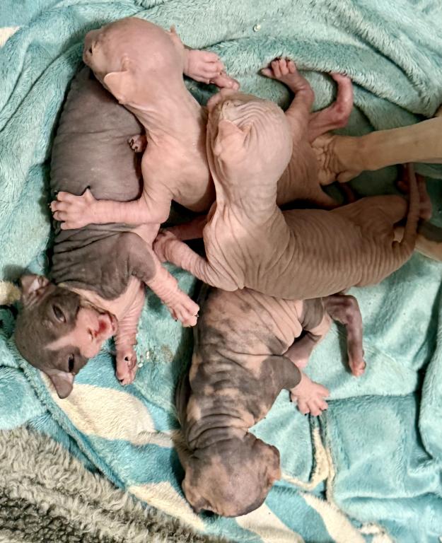 Juno Litter photo 8