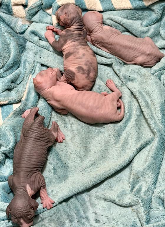 Juno Litter photo 7