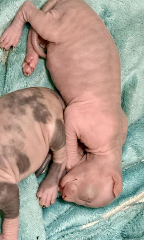 Juno Litter photo 5
