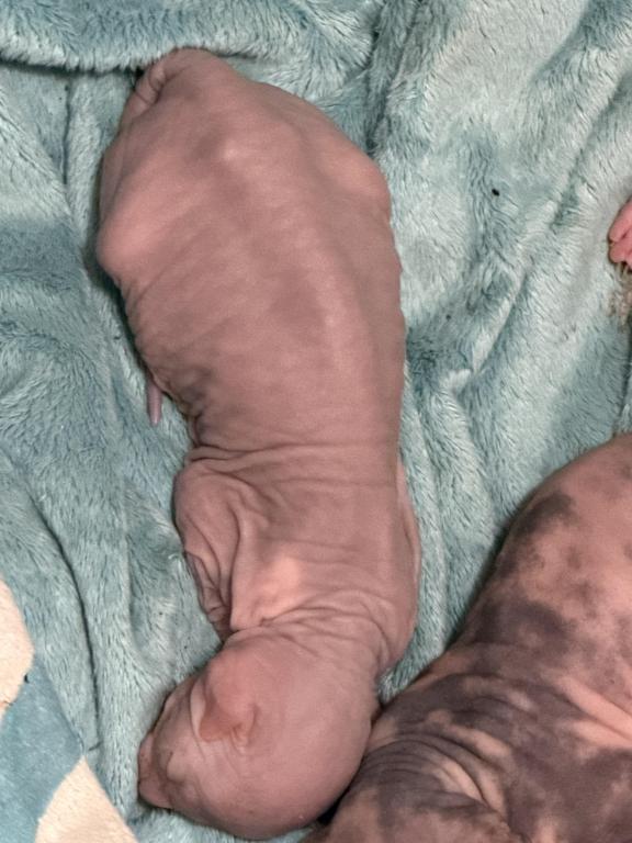 Juno Litter photo 4