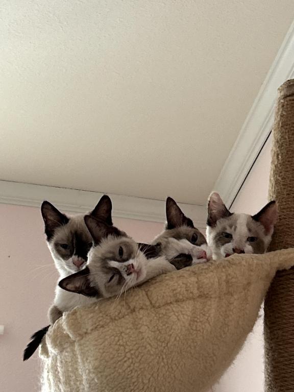 Snowshoe