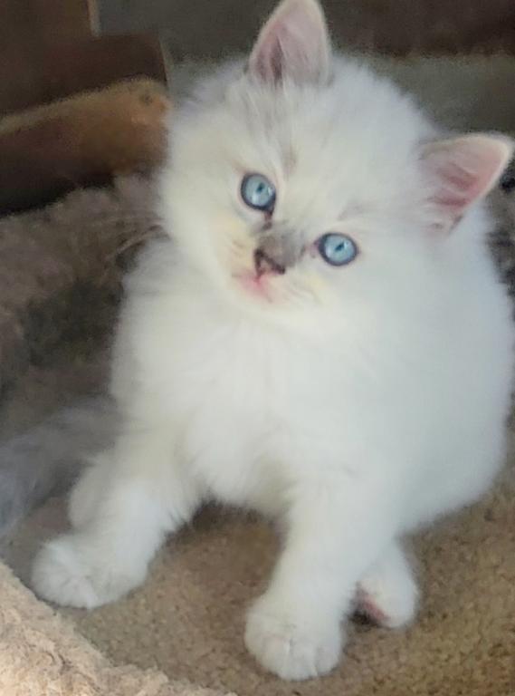 Traditional Litter Update photo 1