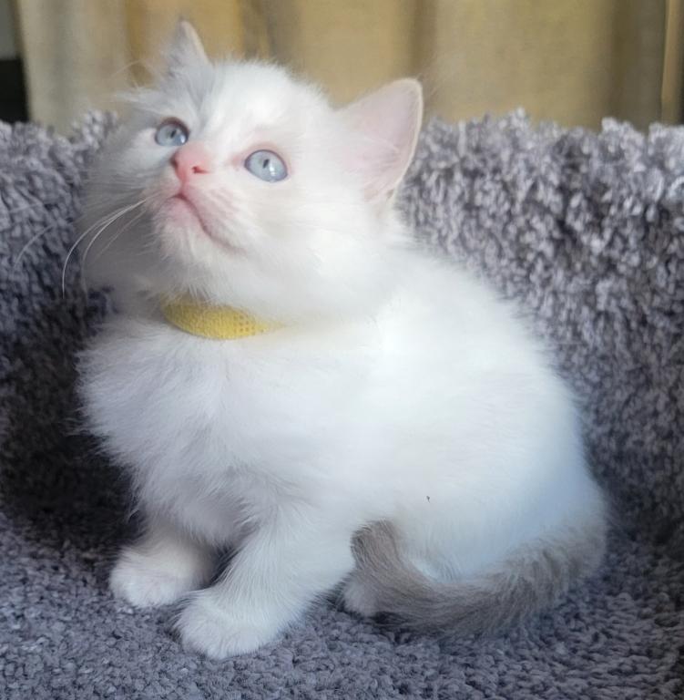 Traditional Litter Update photo 2