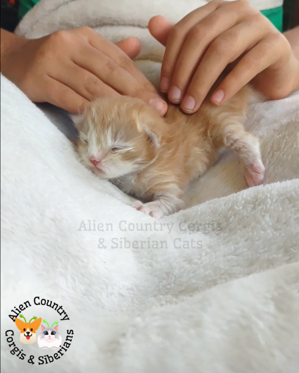 ADOPTED Pikachu Of The Pokemon Diamond Litter photo 2