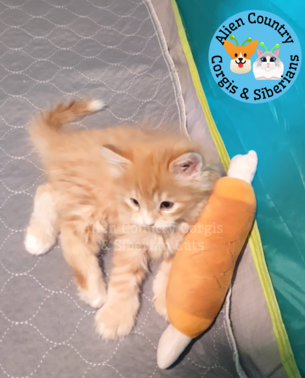 ADOPTED Pikachu Of The Pokemon Diamond Litter photo 1