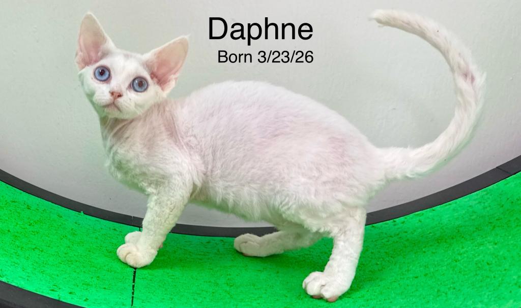 Daphne