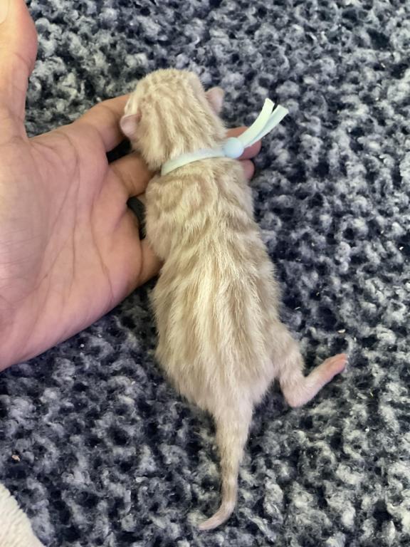 Beautiful Snow Mink Litter photo 35