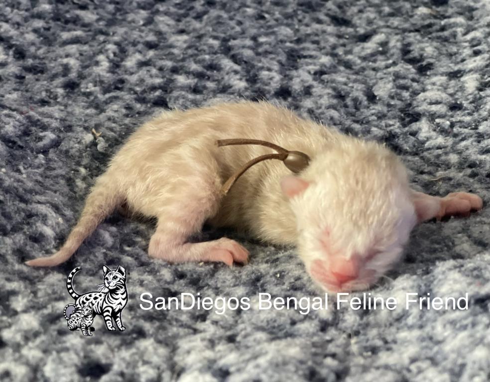 Beautiful Snow Mink Litter photo 20
